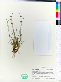 Juncus repens image