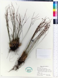 Juncus trifidus image