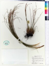 Juncus trifidus image