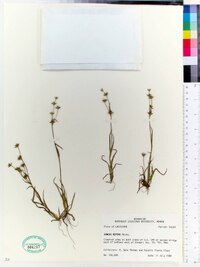 Juncus repens image