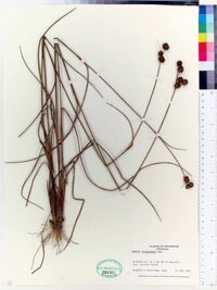 Juncus scirpoides image