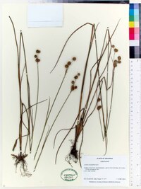 Juncus scirpoides image