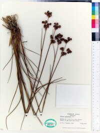 Juncus scirpoides image