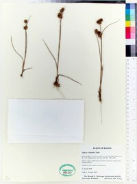 Juncus scirpoides image