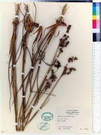 Juncus scirpoides image