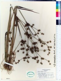 Juncus crassifolius image