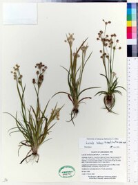 Luzula bulbosa image