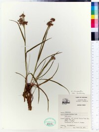 Luzula campestris var. bulbosa image