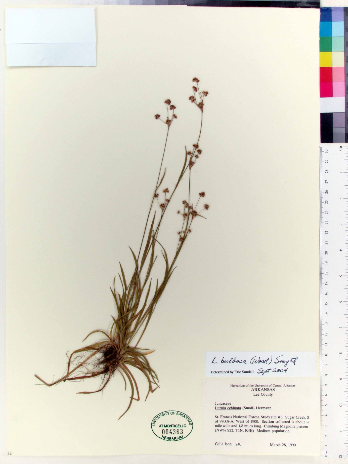 Luzula bulbosa image