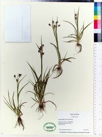 Luzula bulbosa image