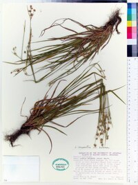 Luzula campestris var. bulbosa image