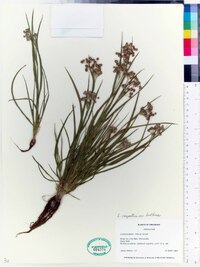 Luzula campestris var. bulbosa image