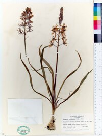 Camassia scilloides image