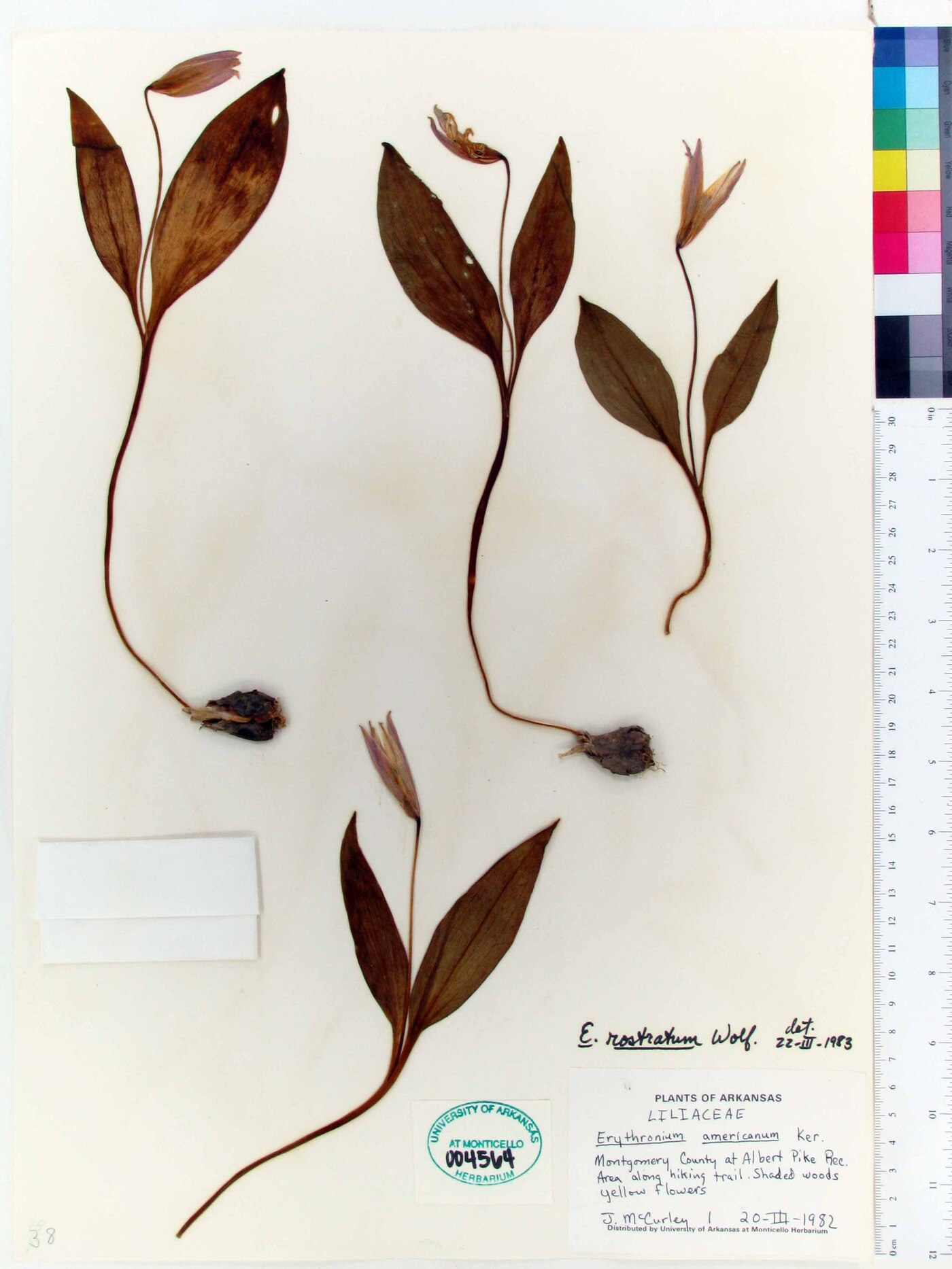 Erythronium rostratum image