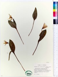 Erythronium rostratum image