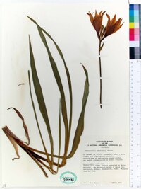 Hemerocallis dumortieri image