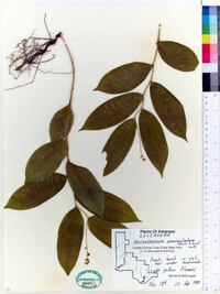 Maianthemum paniculatum image