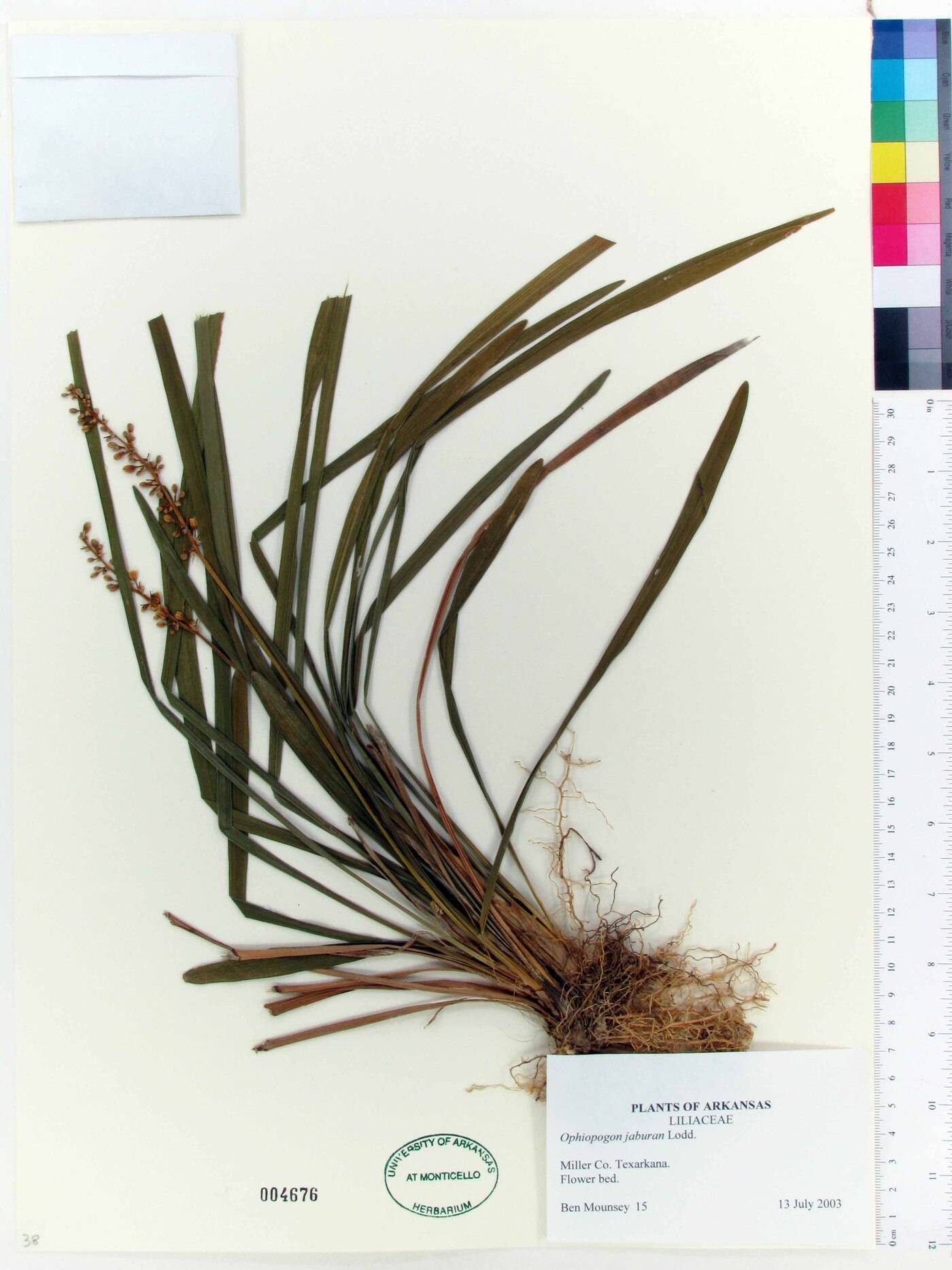 Ophiopogon jaburan image