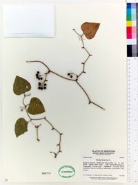 Smilax bona-nox image