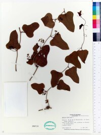 Smilax bona-nox image