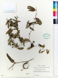 Smilax havanensis image