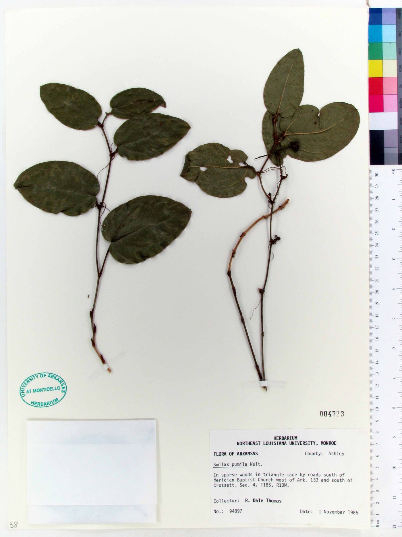 Smilax pumila image