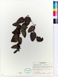 Smilax pumila image