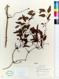 Smilax auriculata image