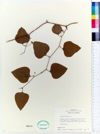 Smilax bona-nox image