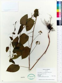 Smilax herbacea image