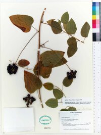 Smilax herbacea var. herbacea image