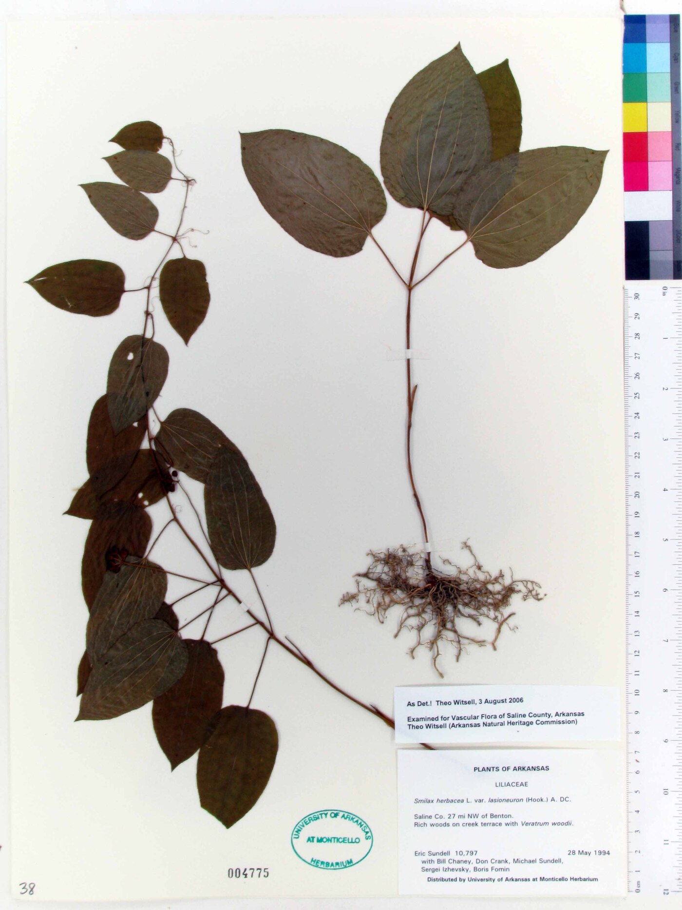 Smilax herbacea var. lasioneura image