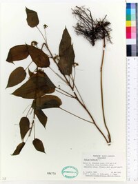 Smilax herbacea image