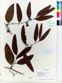 Smilax laurifolia image