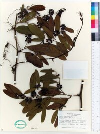 Smilax laurifolia image