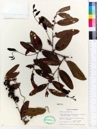 Smilax laurifolia image