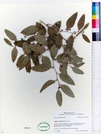 Smilax smallii image