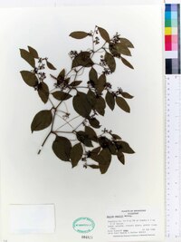 Smilax smallii image