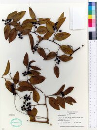 Smilax smallii image