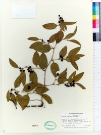 Smilax smallii image