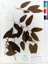 Smilax smallii image