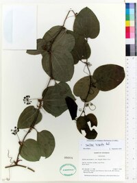 Smilax tamnoides image