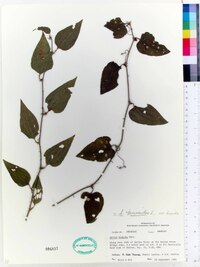 Smilax tamnoides var. hispida image