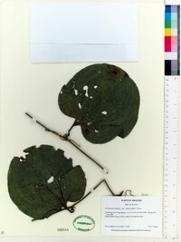 Smilax tamnoides image