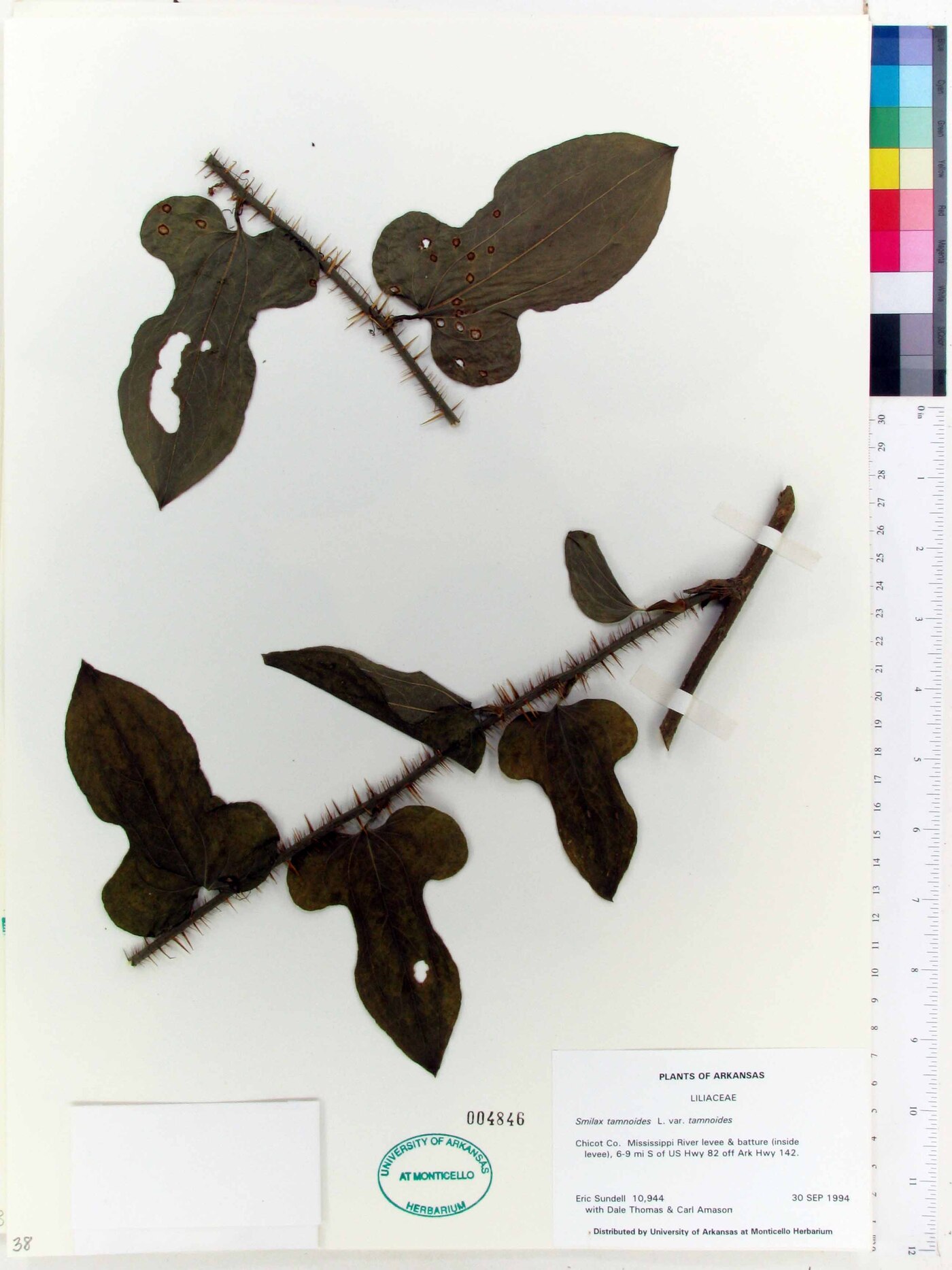 Smilax tamnoides var. tamnoides image