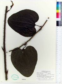 Smilax tamnoides image