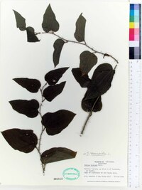 Smilax tamnoides image