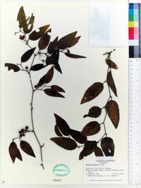 Smilax walteri image