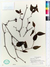 Smilax walteri image