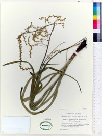 Stenanthium gramineum image